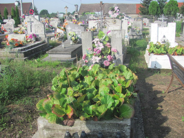  NN Żary 1045 - Grobonet - Wyszukiwarka osób pochowanych